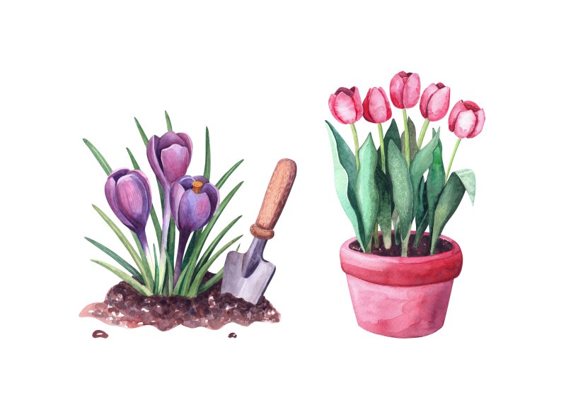Jak prawidłowo sadzić tulipany w pojemniku i dbać o nie w okresie zimowym?