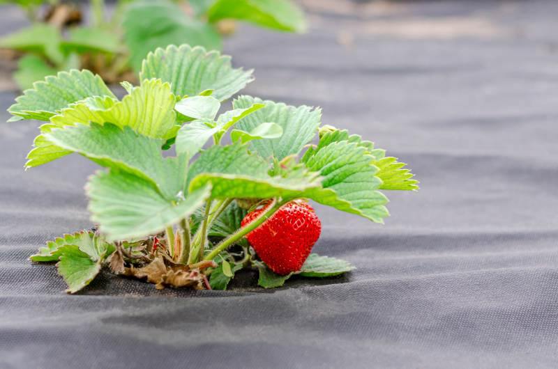 Problemy z liśćmi i owocami truskawek - jak rozpoznać i leczyć choroby roślin?