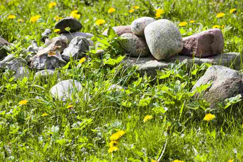 Jak skutecznie pozbyć się pedraków w trawie? Sprawdź metody zwalczania tych obrzydliwych larw