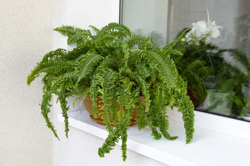 "Ozdobne rośliny doniczkowe do kompozycji na balkonie"
