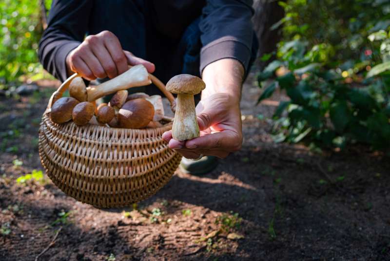 Polacy zbierają różne gatunki grzybów podczas wycieczek grzybowych